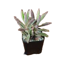 Planta mamă Butterfly (Kalanchoe daigremontiana) (DISPONIBIL curând)