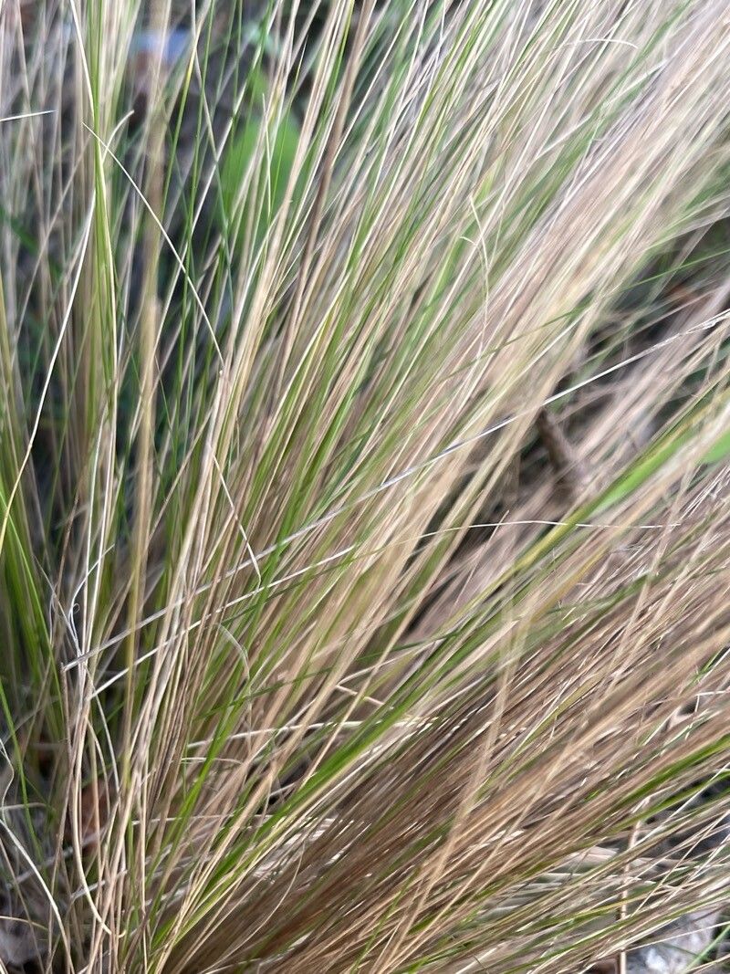 Iarbă coadă de ponei / Poneytail grass (Stipa tenuissima)
