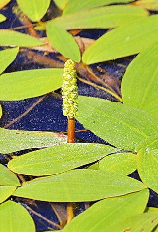 Pătlagină de apă (Potamogeton natans)