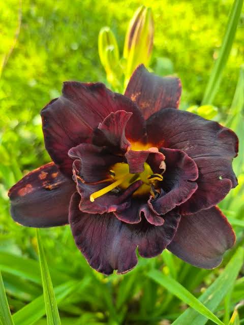 Crini de o zi flori duble black (Hemerocallis hybrid)