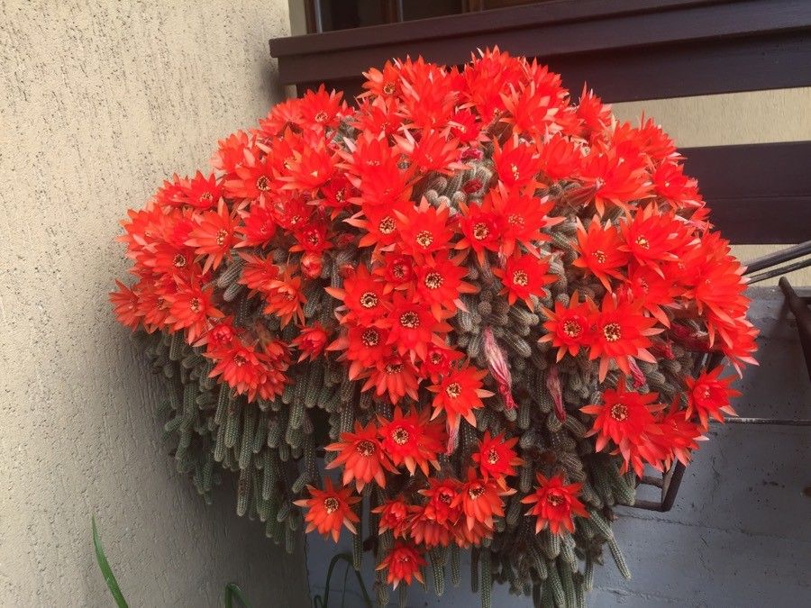 Cactusul de alune (Chamaecereus silvestrii)