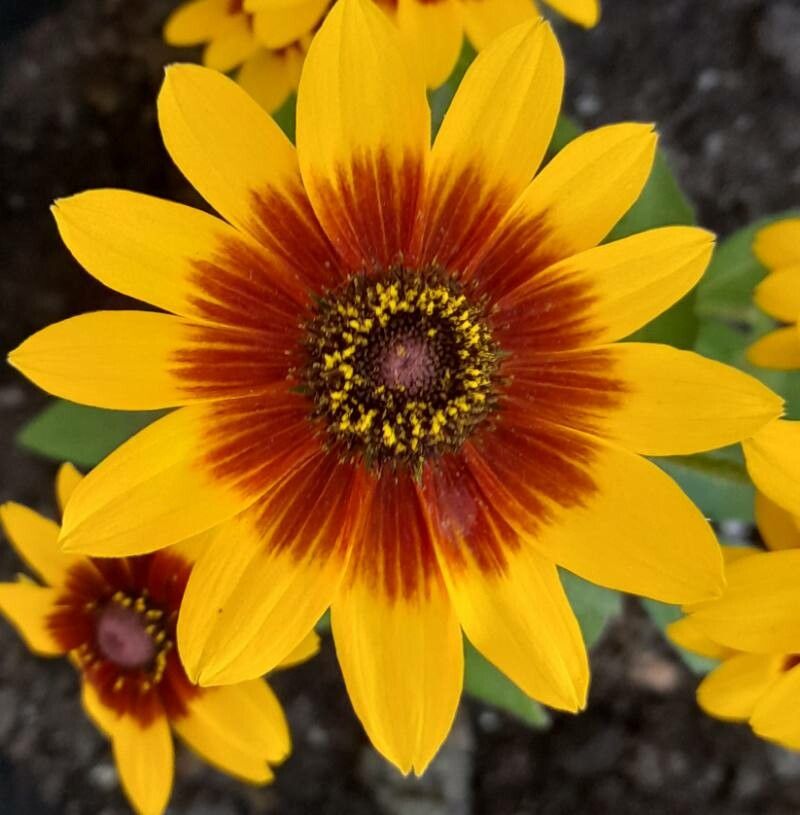 Ruji / Suzana cu ochi negri (Rudbeckia hirta)