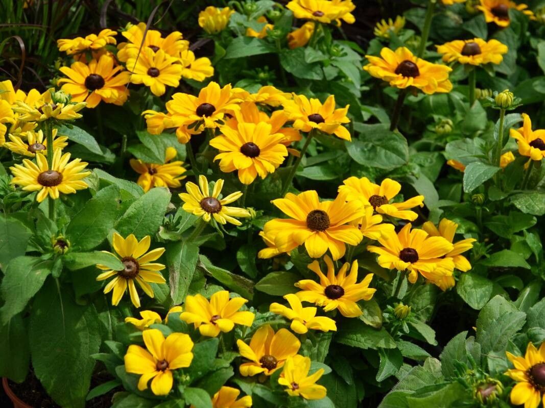 Ruji / Suzana cu ochi negri (Rudbeckia hirta)
