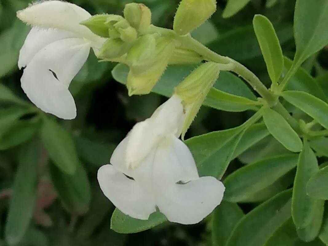 Salvia de toamnă Alba (Salvia gregii)
