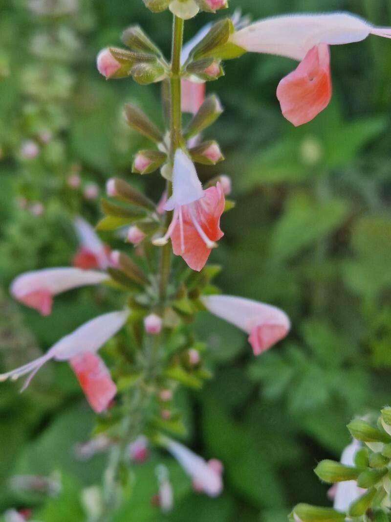 Salvia stacojie (Salvia coccinea) "Summer Jewel Pink"