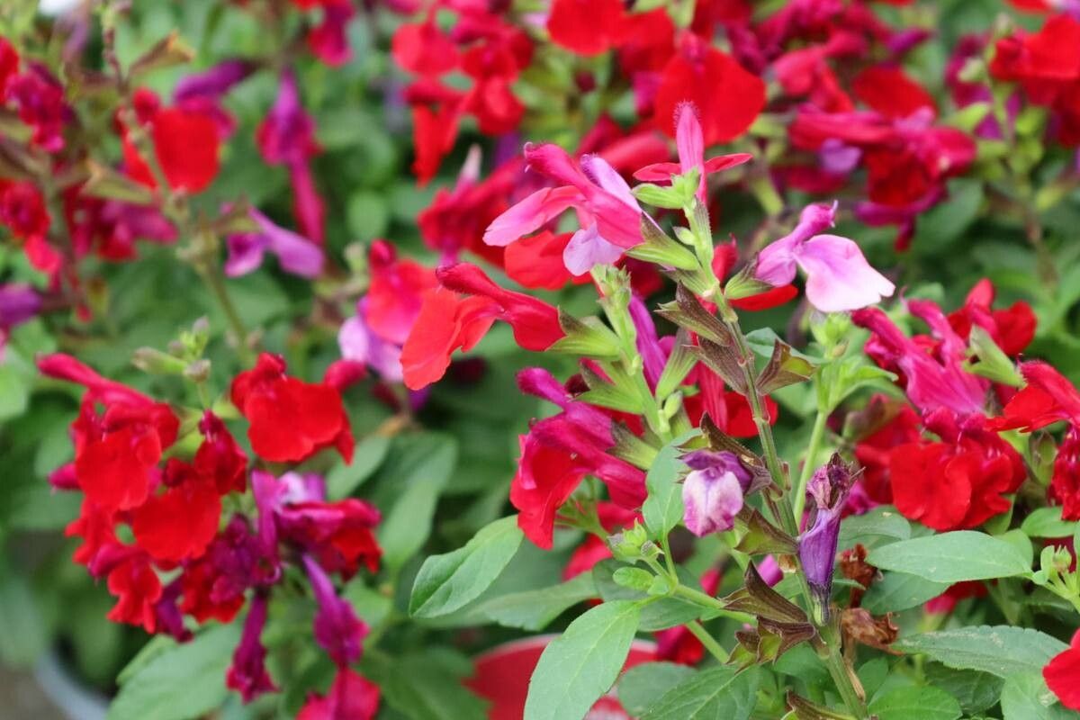 Salvia stacojie (Salvia coccinea) "Summer Jewel Red"