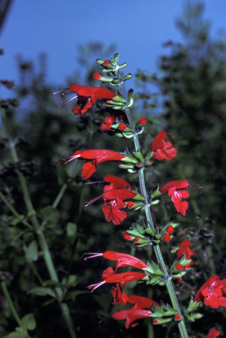 Salvia stacojie (Salvia coccinea) "Summer Jewel Red"