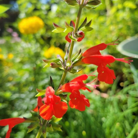 Salvia stacojie (Salvia coccinea)