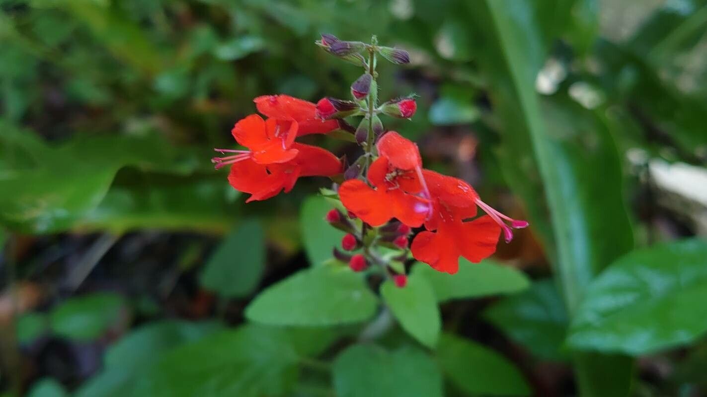 Salvia stacojie (Salvia coccinea) "Summer Jewel Red"