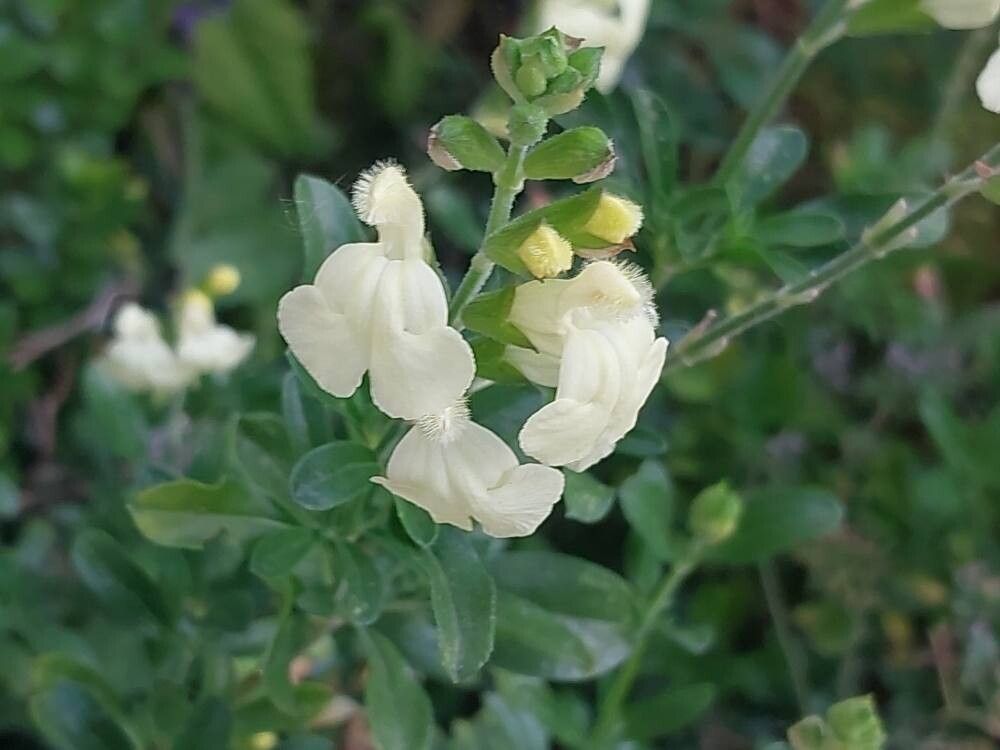 Salvia de toamnă Alba (Salvia gregii)