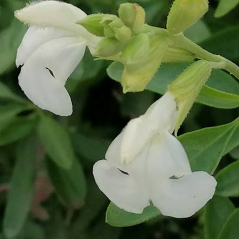 Salvia de toamnă Alba (Salvia gregii)
