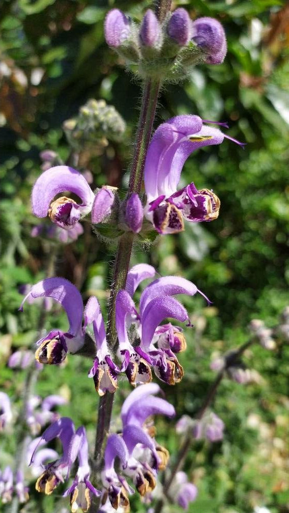 Salvia indica
