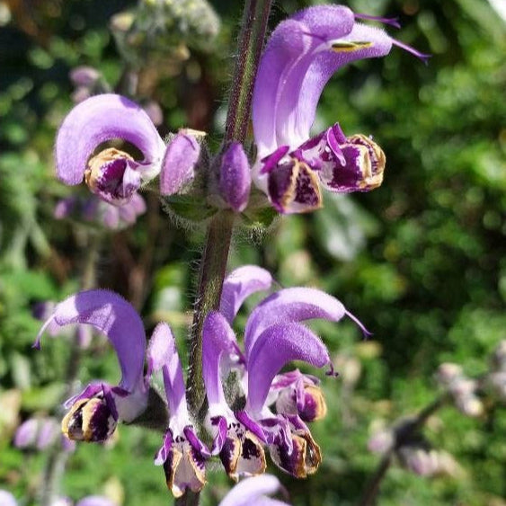 Salvia indica