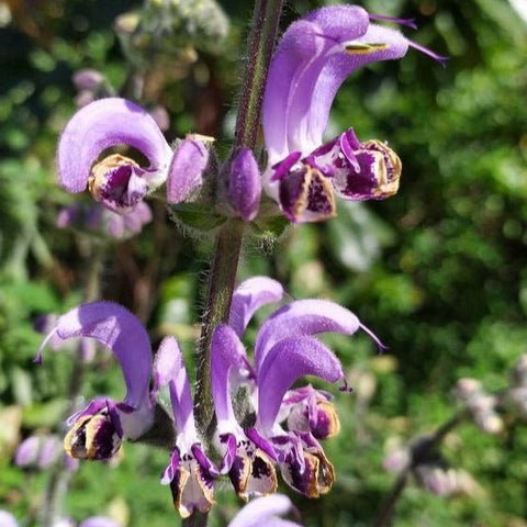 Salvia indica (DISPONIBIL în primăvara 2026)