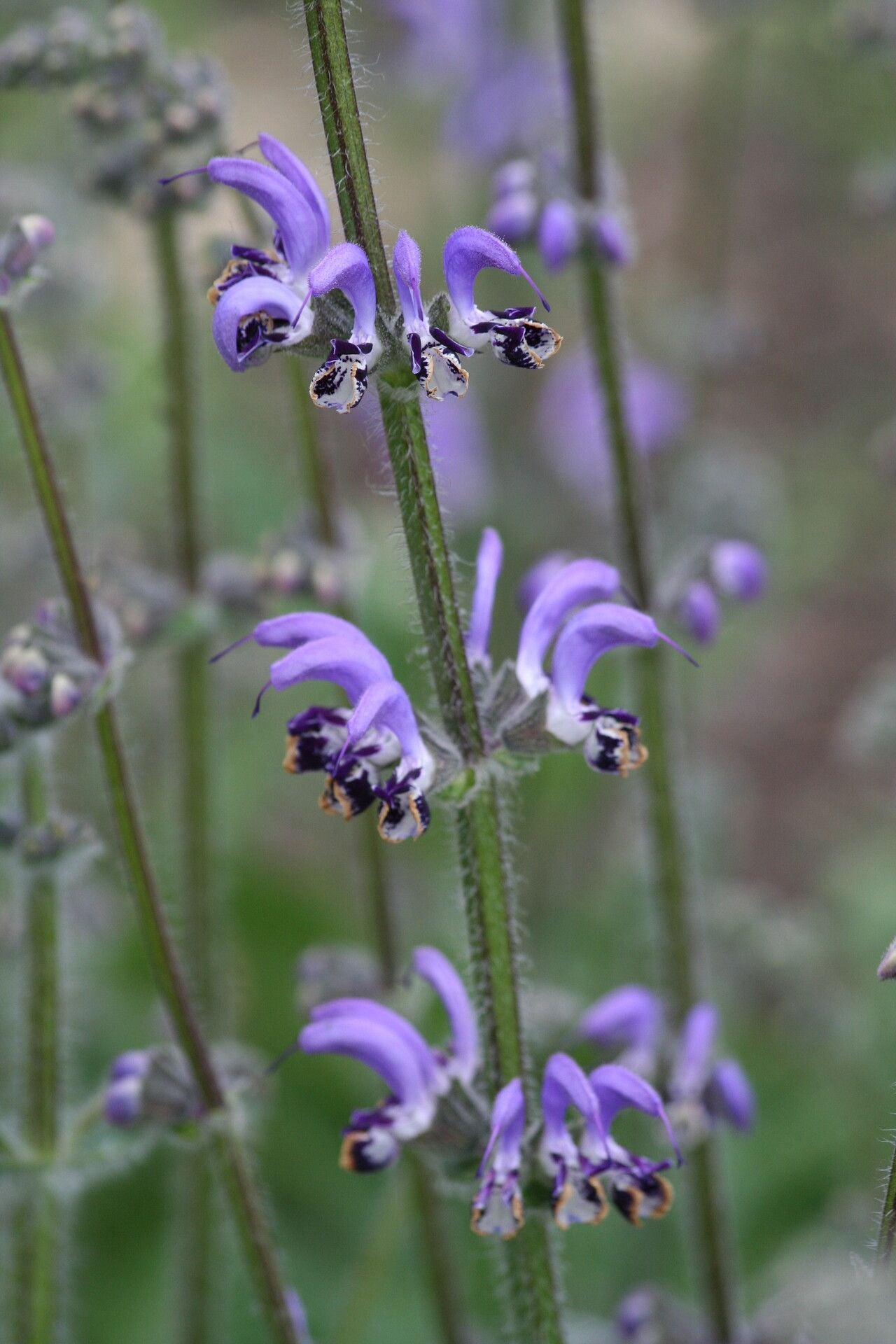 Salvia indica