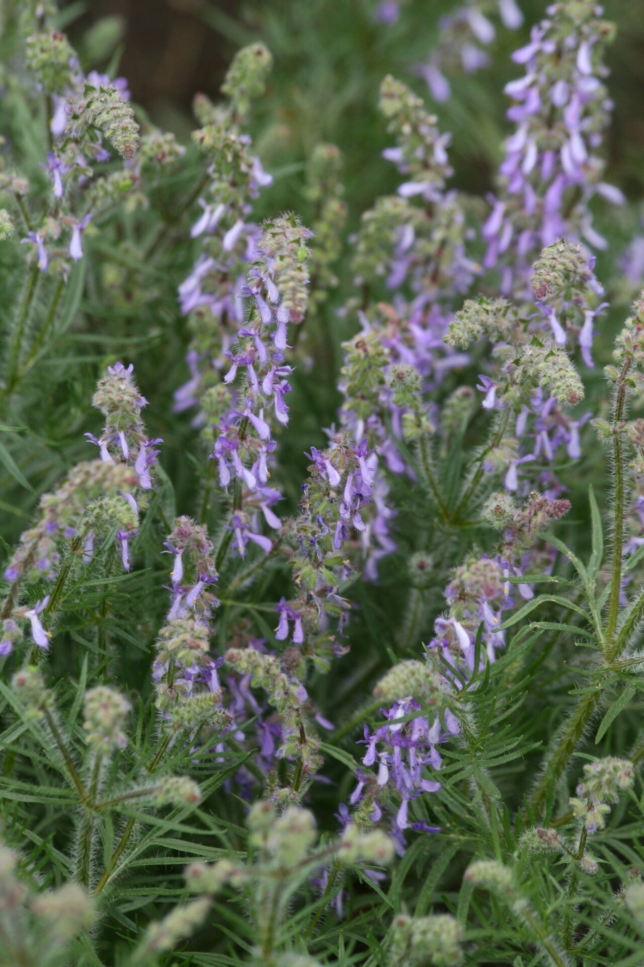 Salvia balcanică (Salvia jurisicii)