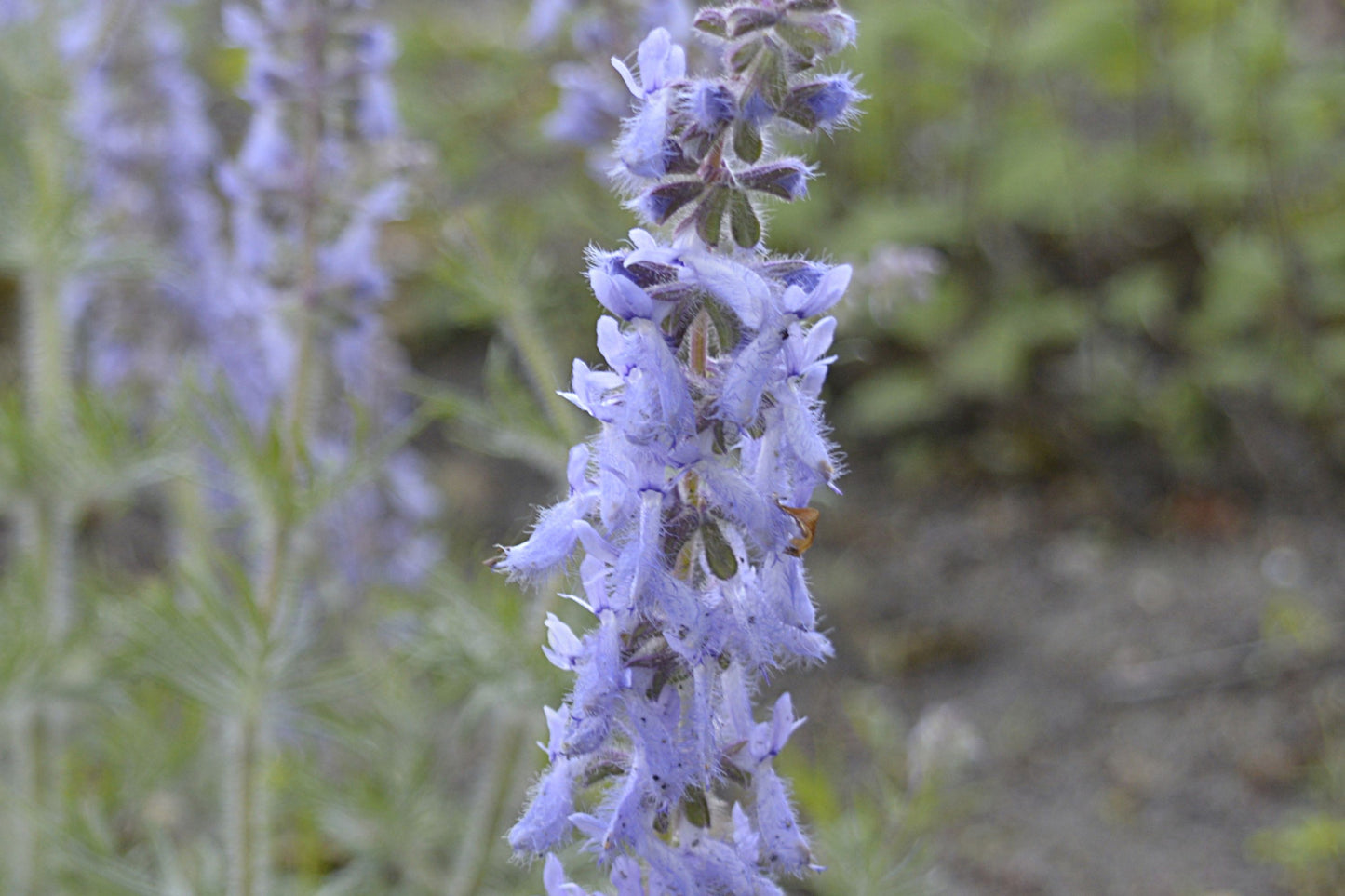 Salvia balcanică (Salvia jurisicii)
