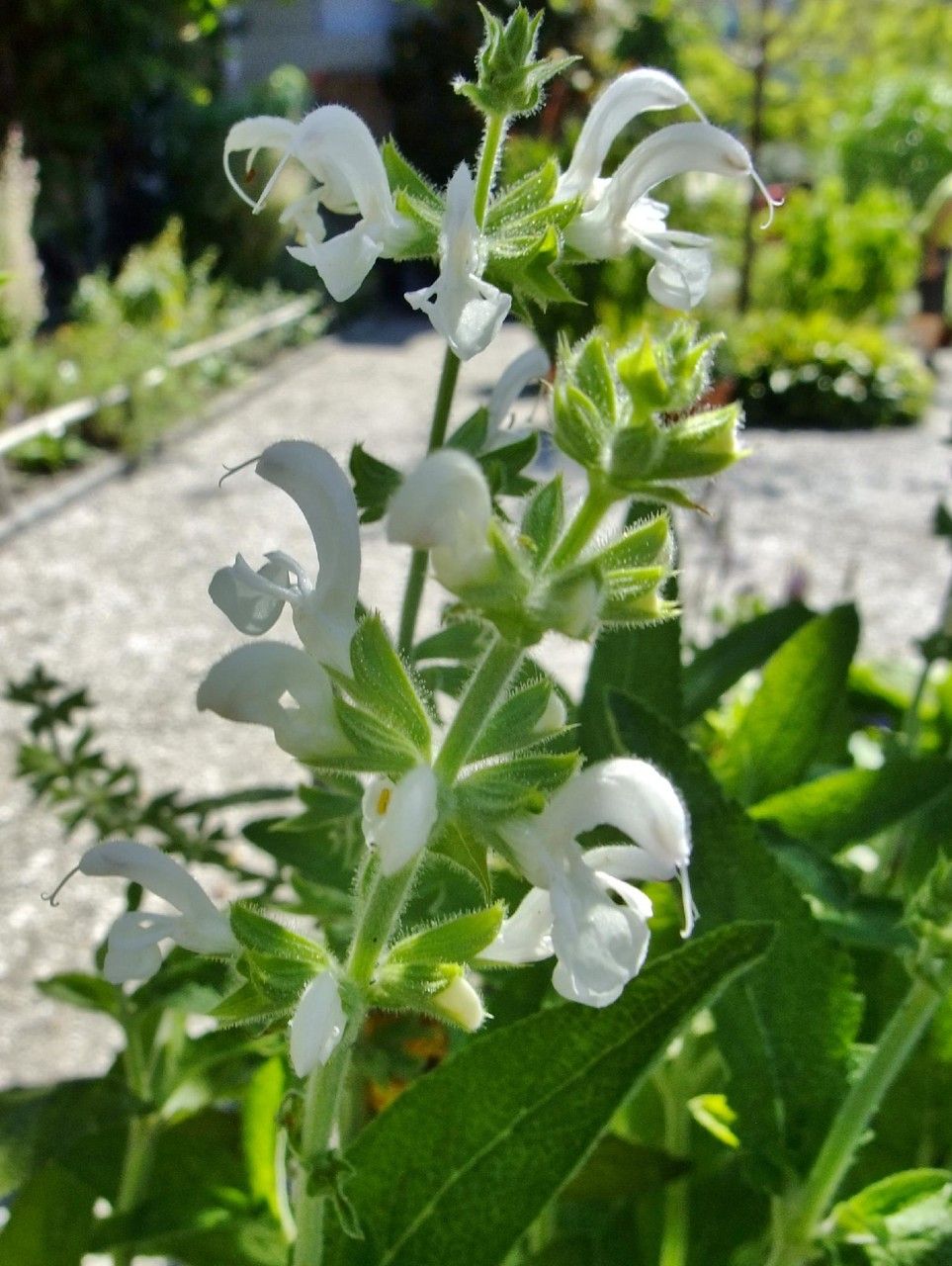 Salvia radula