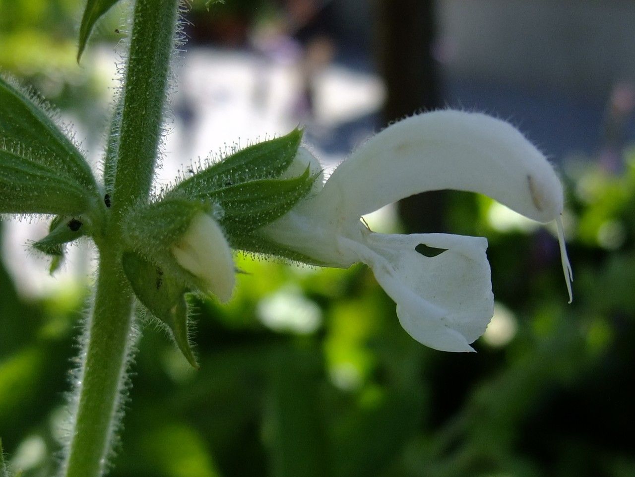 Salvia radula