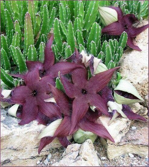 Steaua șerifului cu flori mari roșii (Stapelia grandiflora)