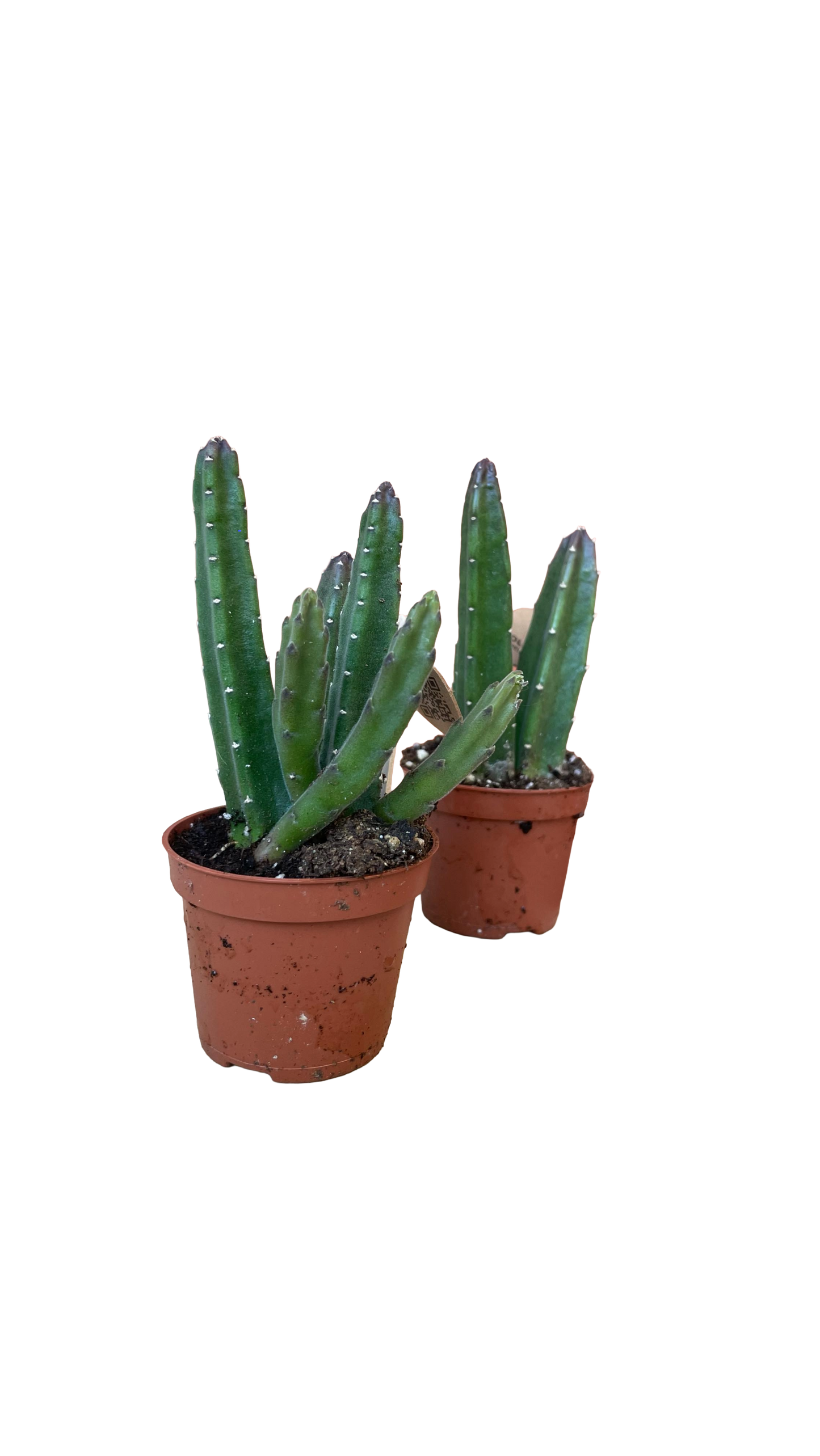 Steaua șerifului (Stapelia leendertziae)