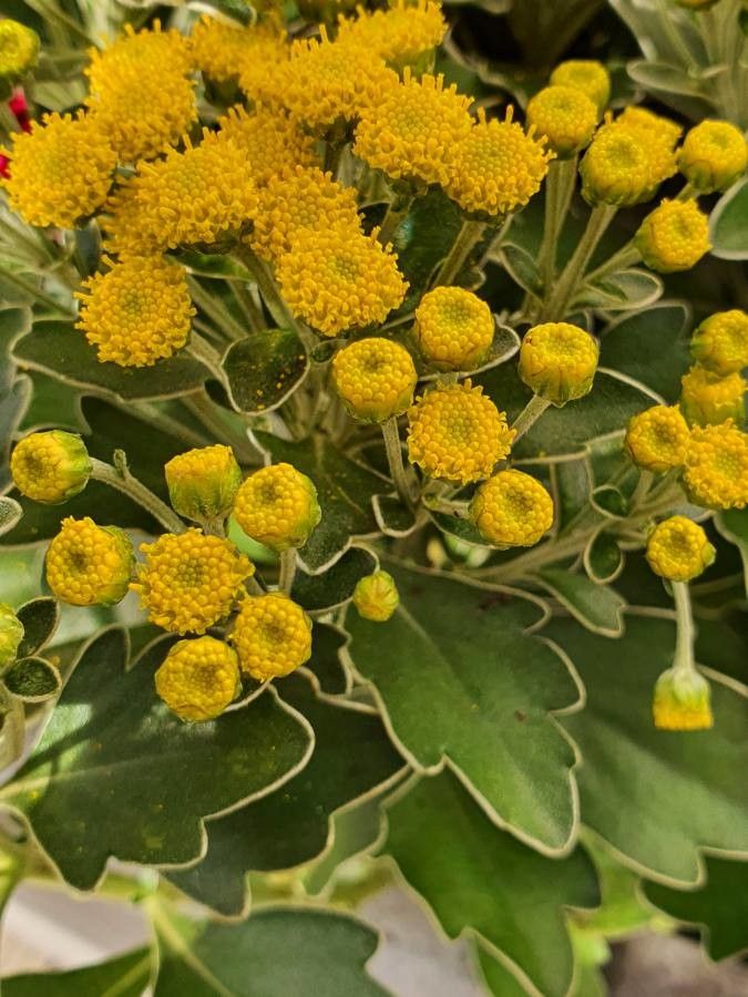 Calomfirul (Tanacetum balsamita)