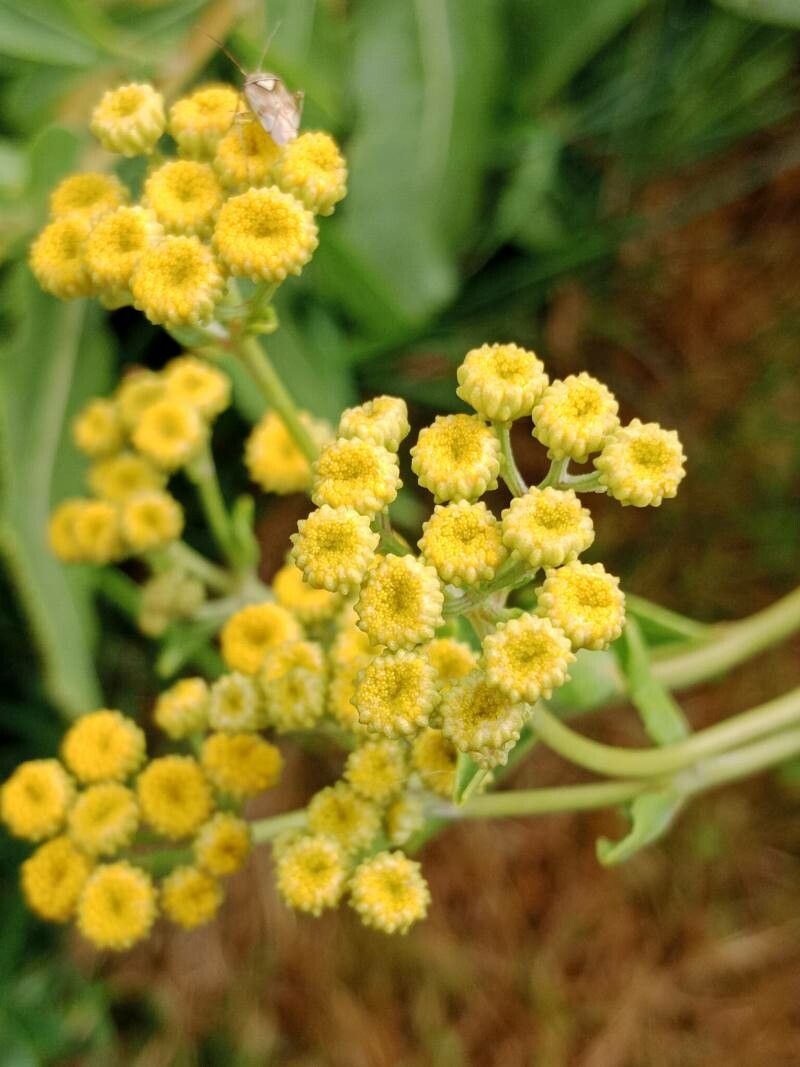 Calomfirul (Tanacetum balsamita)