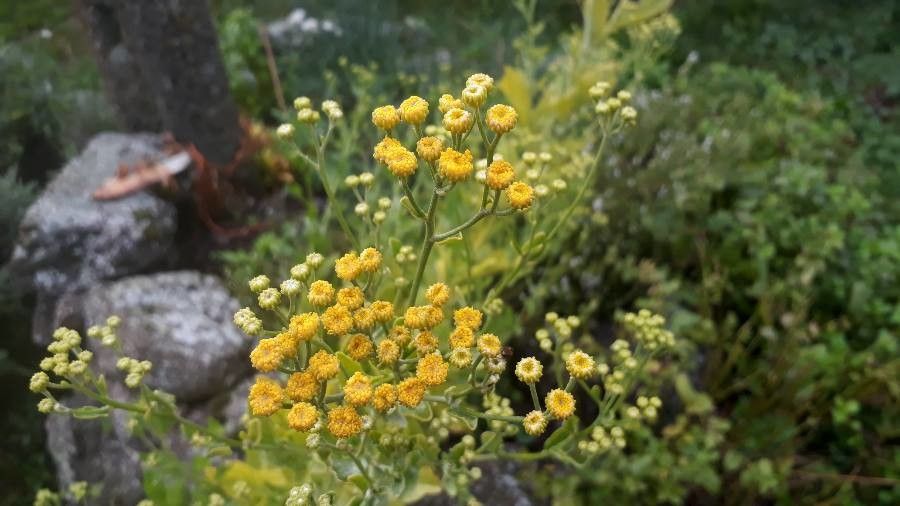 Calomfirul (Tanacetum balsamita)