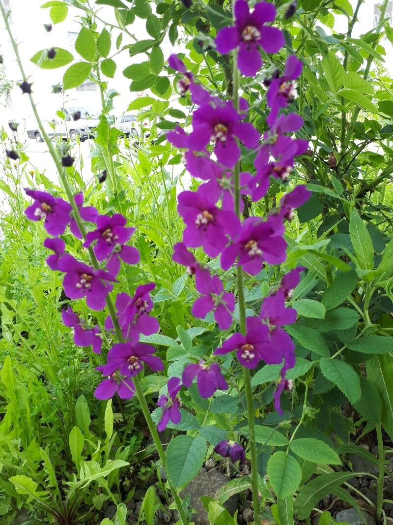 Lumânărica purpurie (Verbascum phoeniceum) ”Violetta”