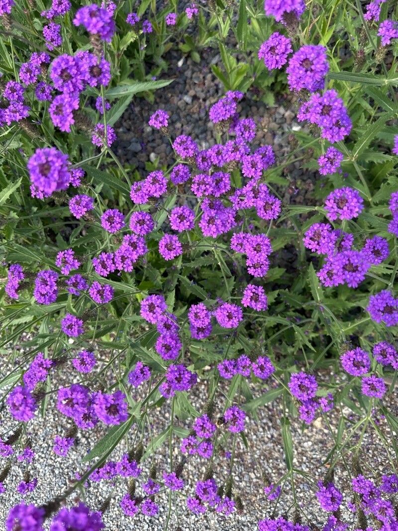 Verbina perenă (Verbena rigida)