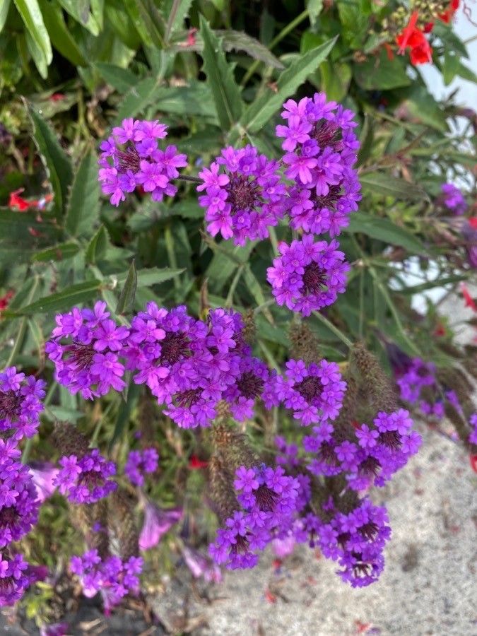 Verbina perenă (Verbena rigida)