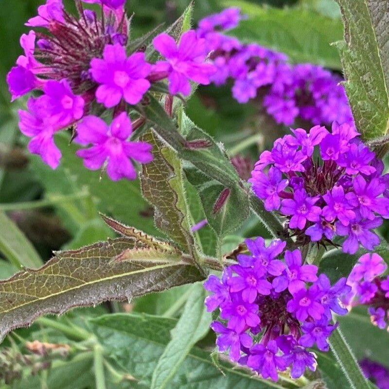 Verbina perenă (Verbena rigida)