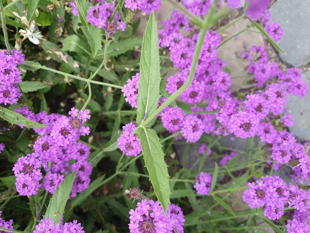 Verbina perenă (Verbena rigida)
