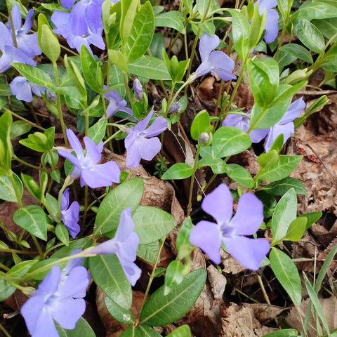 Saschiu (Vinca minor)