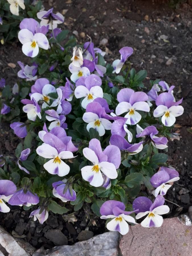 Trei frați pătați (Viola tricolor)