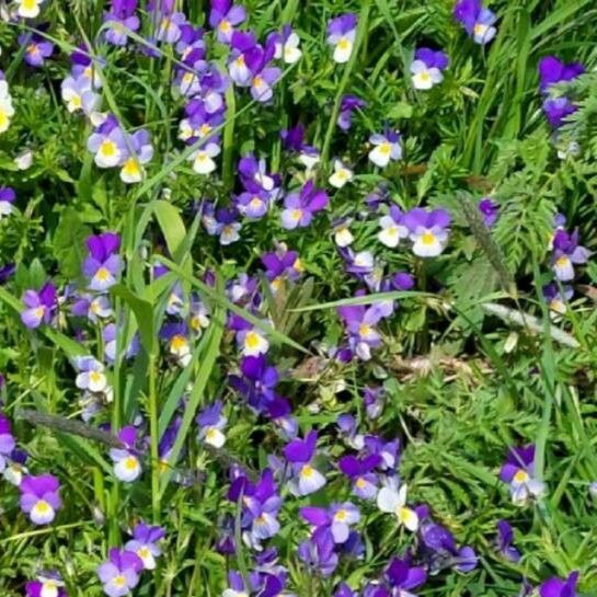Trei frați pătați (Viola tricolor)