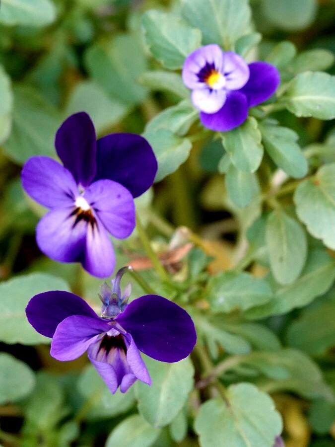 Trei frați pătați (Viola tricolor)