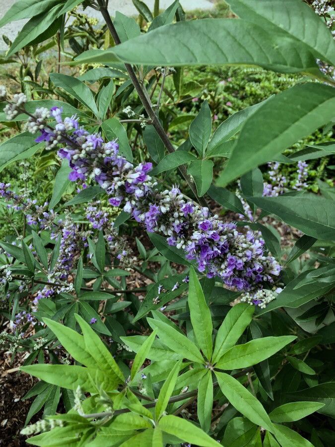 Mielărea (Vitex agnus-castus)