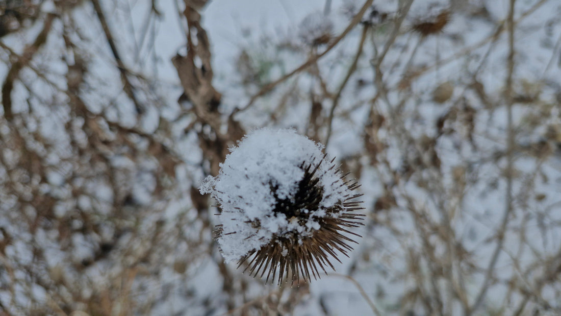 De ce este important să lași grădina de flori perene netăiată peste iarnă
