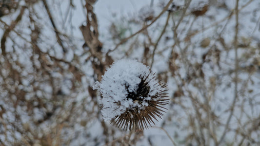De ce este important să lași grădina de flori perene netăiată peste iarnă