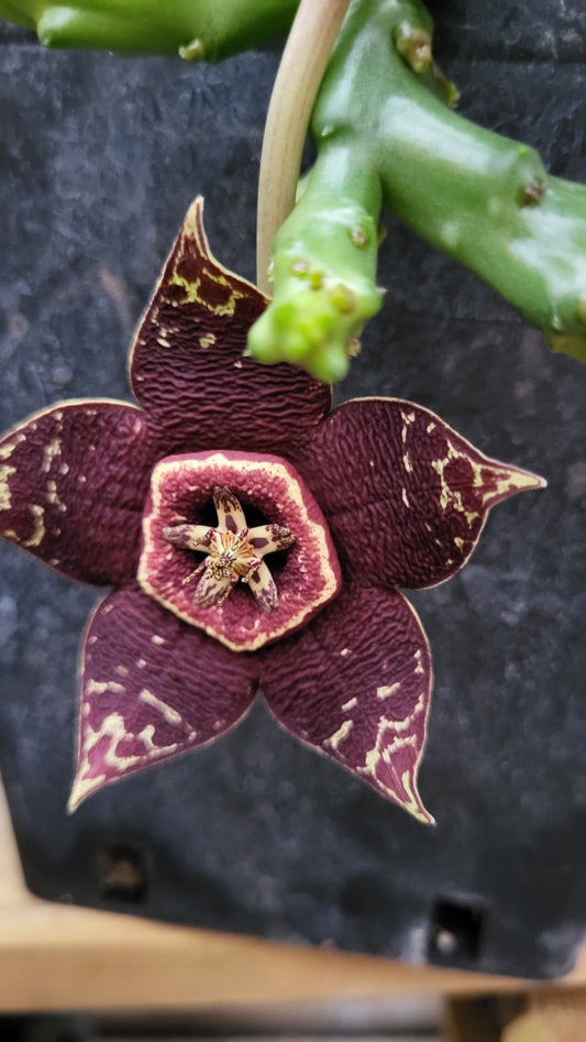 Asclepiadoideae - Ghid comparativ – Genurile Hoodia, Stapelia, Orbea, Huernia, Echidnopsis, Caralluma și Piaranthus