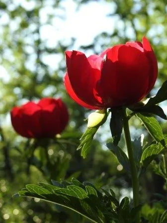 Bujorul – Paeonia, floarea națională a României