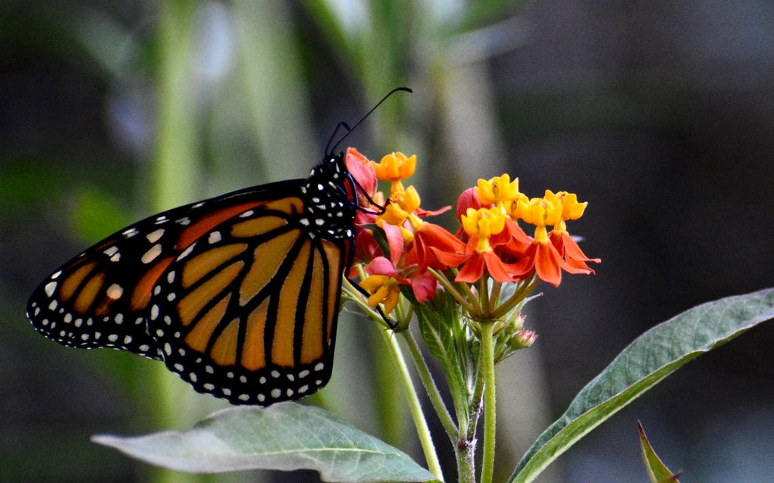 Genul Asclepias – plantele gazdă ale fluturelui monarch