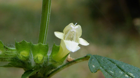 Planta minune - Roinița