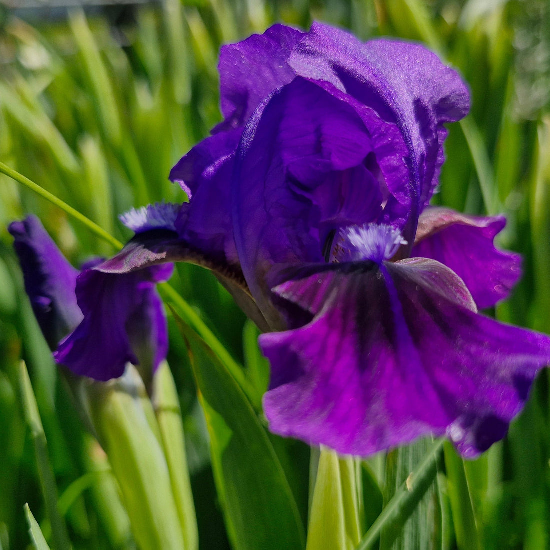 Iris germanica – floarea curcubeului, legendă vie în grădină