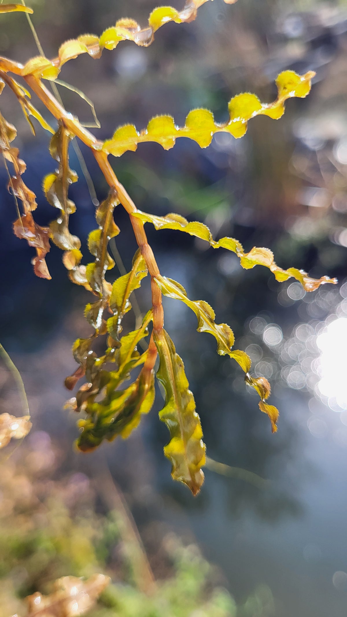 Coada-racului / Broscăriță (Potamogeton crispus)