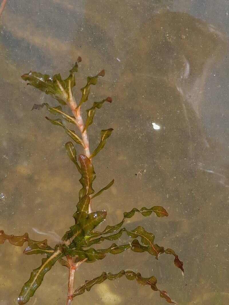 Coada-racului / Broscăriță (Potamogeton crispus)