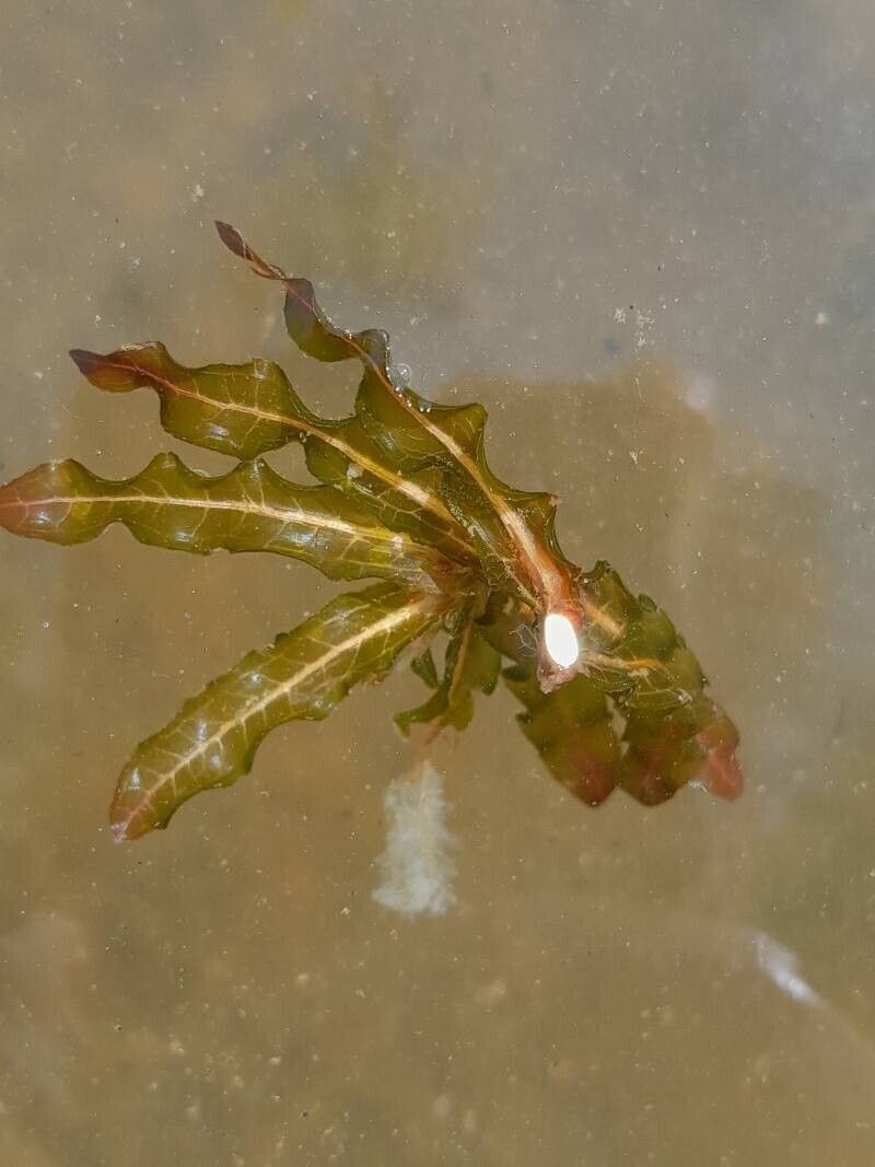Coada-racului / Broscăriță (Potamogeton crispus)