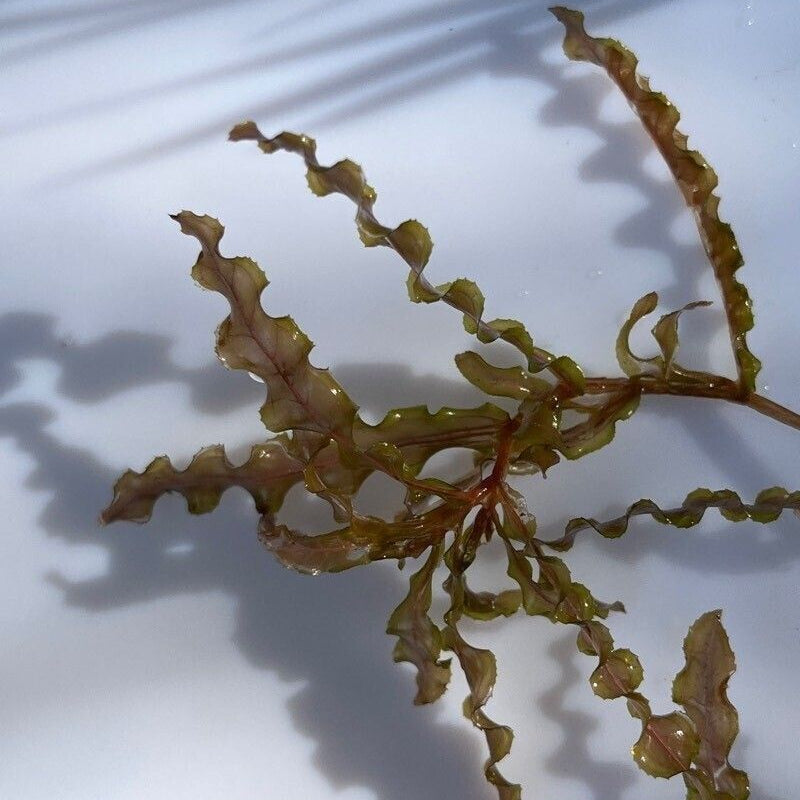 Coada-racului / Broscăriță (Potamogeton crispus)