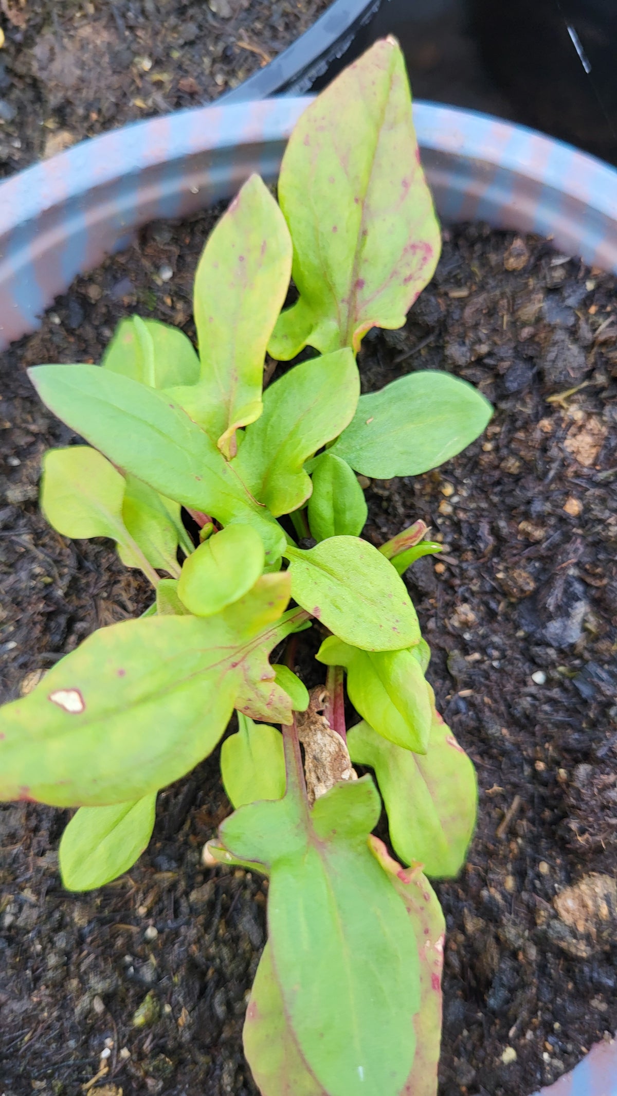 Măcriș iepuresc (Rumex acetosella)